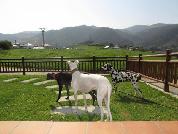 perros en los ATr. La Torre