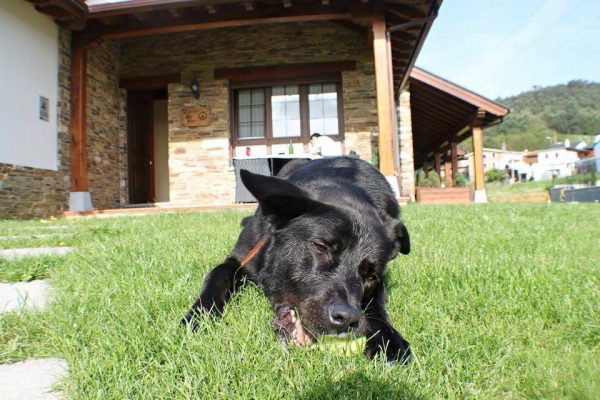 mascotas en apartamentos rurales la torre