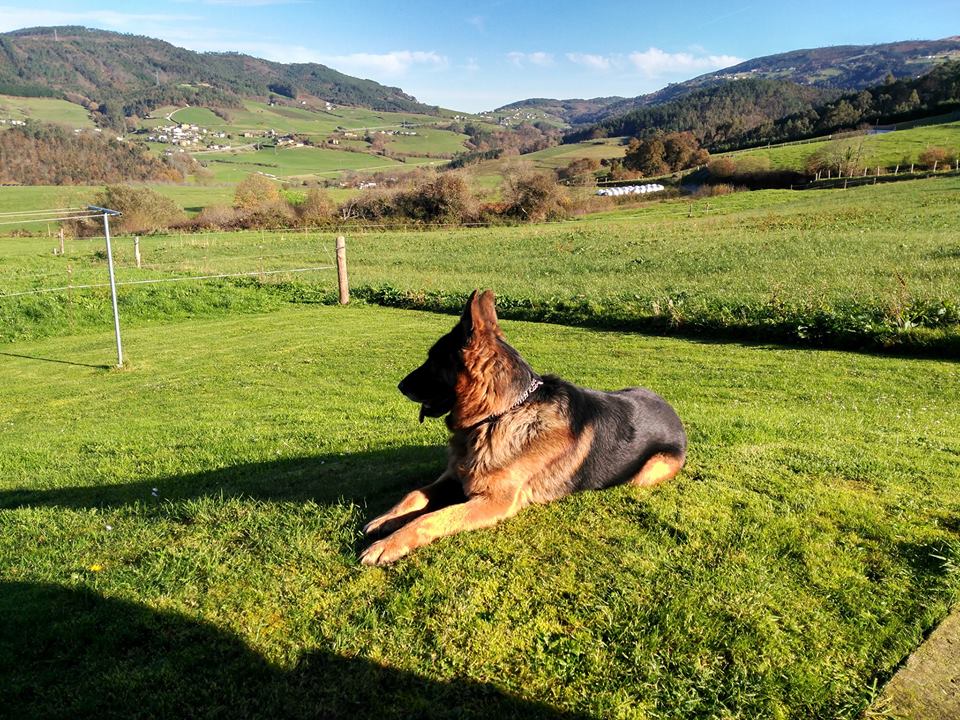 VACACIONES CON TU MASCOTA EN ASTURIAS Apartamentos Rurales La Torre