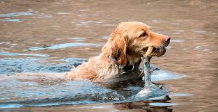 perro bañandose en el río