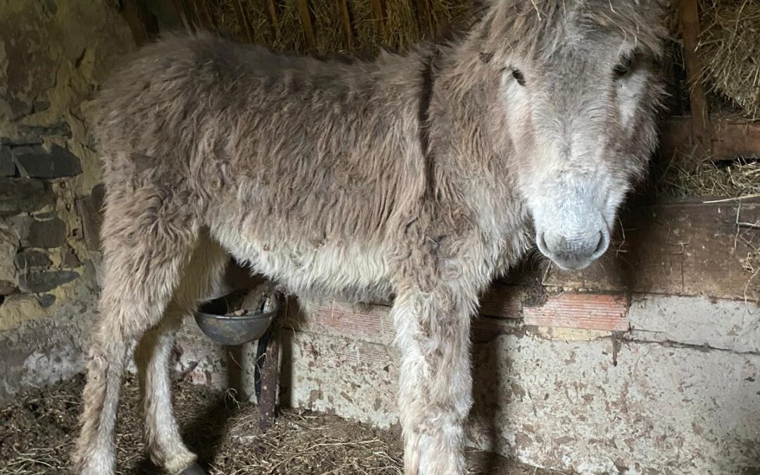 Agroturismo, en Apartamentos Rurales La Torre