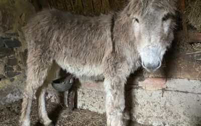 Agroturismo, en Apartamentos Rurales La Torre